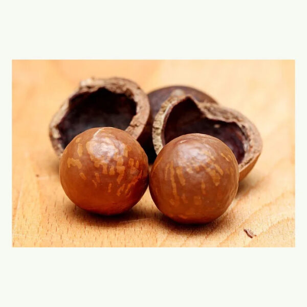 100% Natural Dried Macadamia Nuts Healthy Product High Quality Macadamia Nuts From Vietnam - Image 4