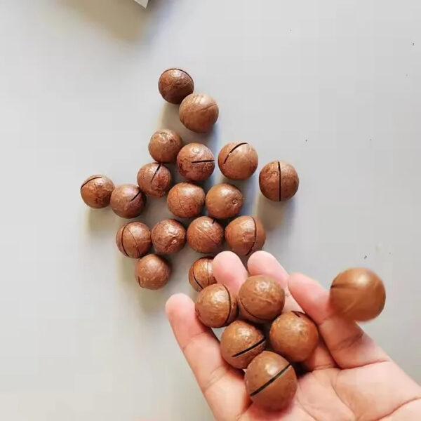 High Quality Macadamia Nuts Sweet Milky Flavor Nut Dried Fruit Wholesale Supply - Image 5