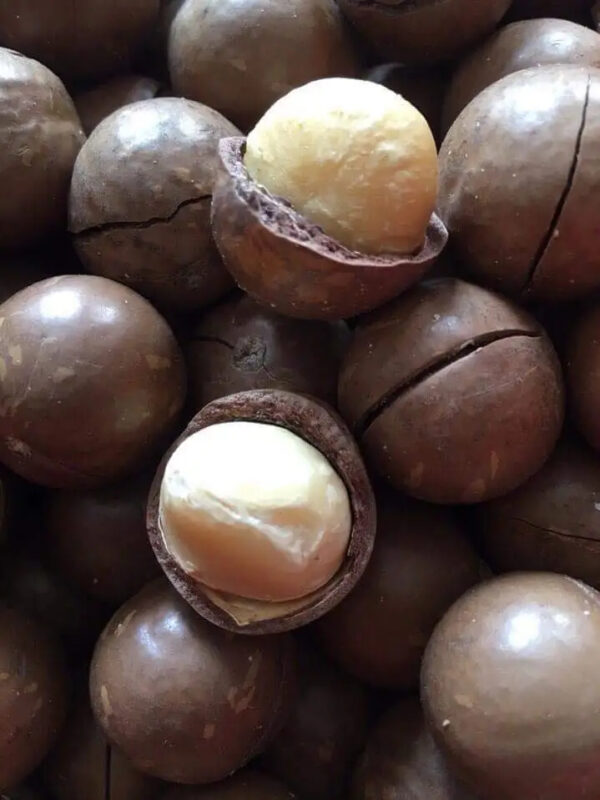 2025 Bulk Organic Buttery Flavored Large Grain Shelled Macadamia Nuts - Image 5