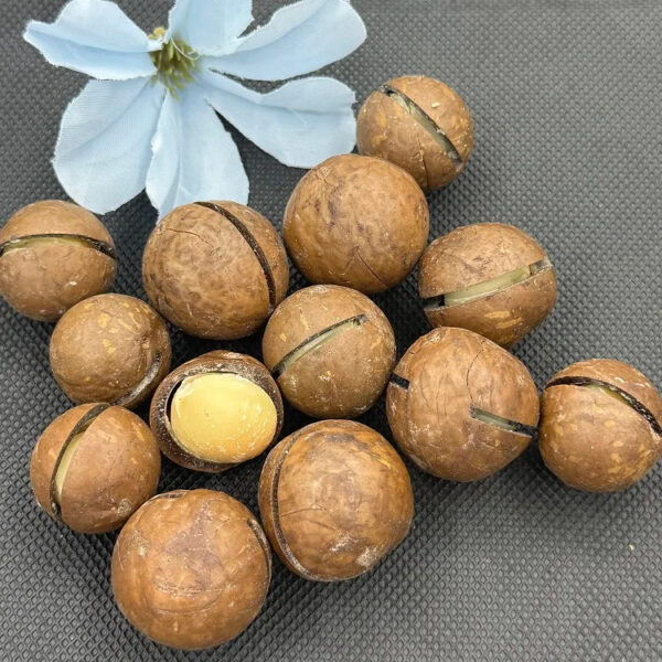 Wholesale High Quality Sweet Dried Fruit Milky Vanilla Flavored Dried Macadamia Nuts - Image 5