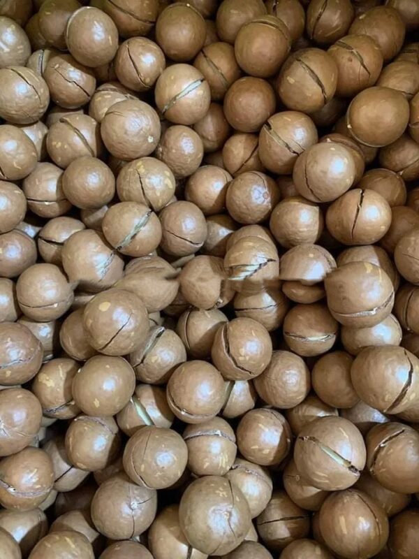 Rich Nutrition Delicious Wholesale Prices of Macadamia Nuts for Sale Macadamia Nuts on Shell and off Shell - Image 4