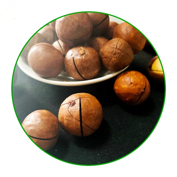 Organic Roasted Macadamia Nuts Raw Dried Snacks for Food Use - Image 6