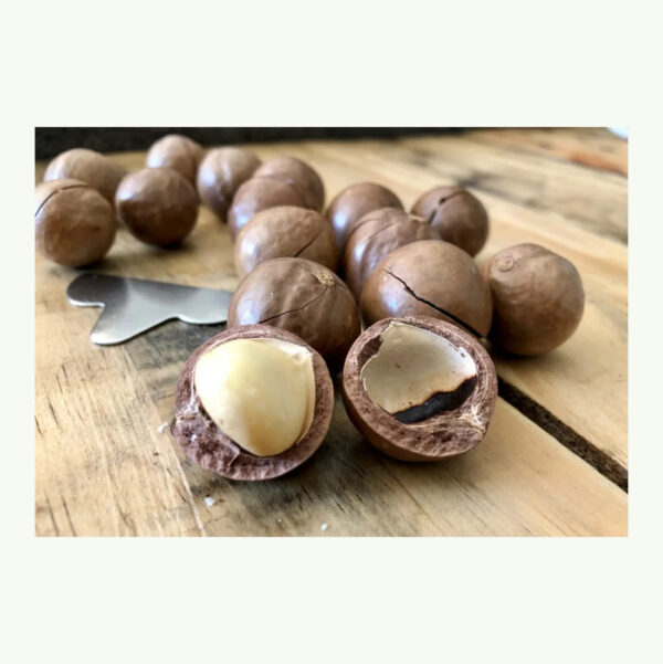 100% Natural Dried Macadamia Nuts Healthy Product High Quality Macadamia Nuts From Vietnam - Image 6