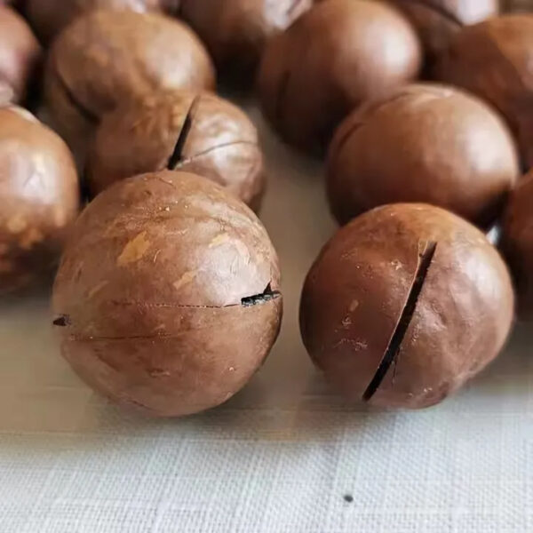 High Quality Macadamia Nuts Sweet Milky Flavor Nut Dried Fruit Wholesale Supply - Image 6