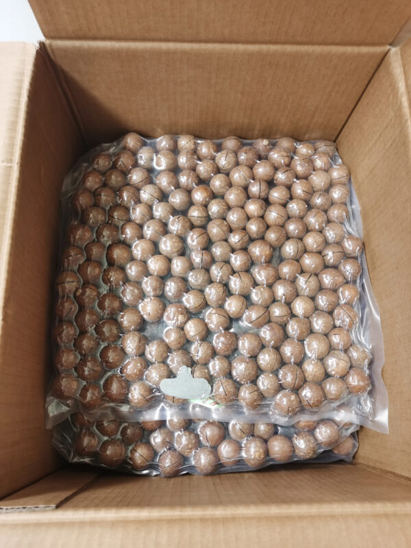 High Quality Green and Healthy Macca Macadamia Nut Cracking Delicious Honey Roasted Macadamia Nuts - Image 6