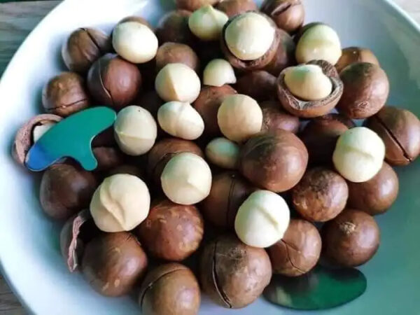 Macadamia Nuts Bag Packaging Vietnam Round a Grade Raw Macadamia Nut White and Black 15-20kg/carton Box Dried Clean Surface - Image 6