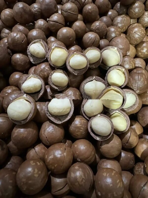 Rich Nutrition Delicious Wholesale Prices of Macadamia Nuts for Sale Macadamia Nuts on Shell and off Shell - Image 5