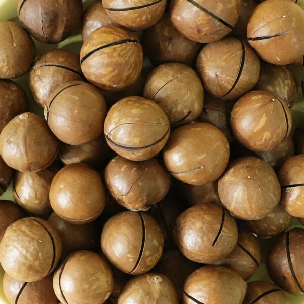 High Quality Organic Macadamia Nuts Dried Shell with Sweet Milky Flavor Hand Squeezed Raw Snack Yummy Fruit Nut Combo - Image 6