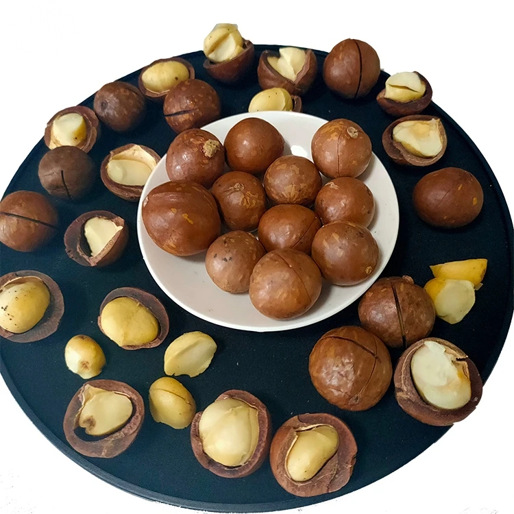 Organic Roasted Macadamia Nuts Raw Dried Snacks for Food Use - Image 5