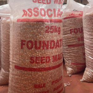 Organic Yellow Glutinous Corn Maize