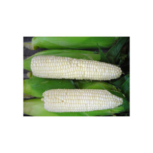Premium white maize direct from producers best price guaranteed