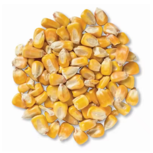 High Quality Organic Dried Yellow Corn Maize Grains-Food & Feed Grade