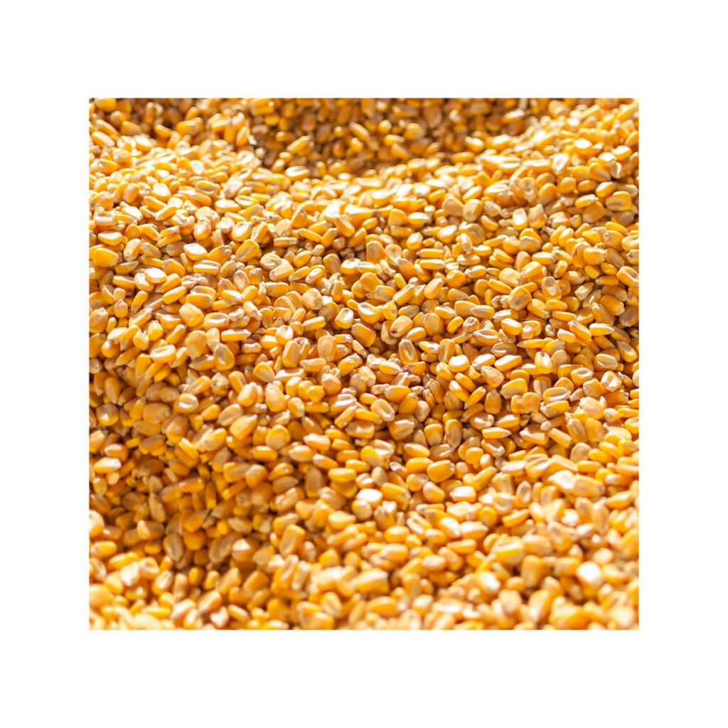 Dried yellow maize for food manufacturing and livestock feeding