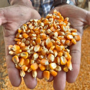 High-Quality Yellow Corn Maize Grain for Animal Feed & Human Consumption Non-GMO Bulk Supply Wholesale Price