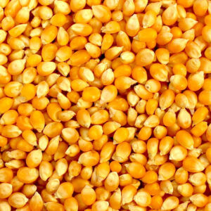 Organic Yellow Corn/Maize for Animal & Poultry Feed Sweet GMO Non-Glutinous AD Dried Styles Available Cheap Price