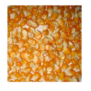 Best Quality Organic & GMO-Free Yellow Maize Grain Fresh & Dried at Low Wholesale Prices for Animal Feed Sweet Corn Included
