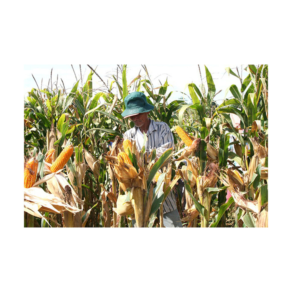 Yellow Maize Seeds 100% Natural Quality Corn