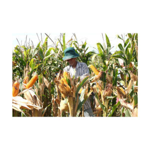 Yellow Maize Seeds 100% Natural Quality Corn