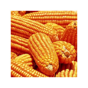 Leading Exporter Premium Quality Grade Non-Glutinous Yellow Corn Maize Seeds 100% Natural Dried 2 Year Shelf Life Buy Wholesale
