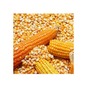 Quality Dry Yellow Corn for Animal Feed Wholesale Yellow Corn Animal Feed/Cheap Price Yellow Corn for Animal Feed Grade