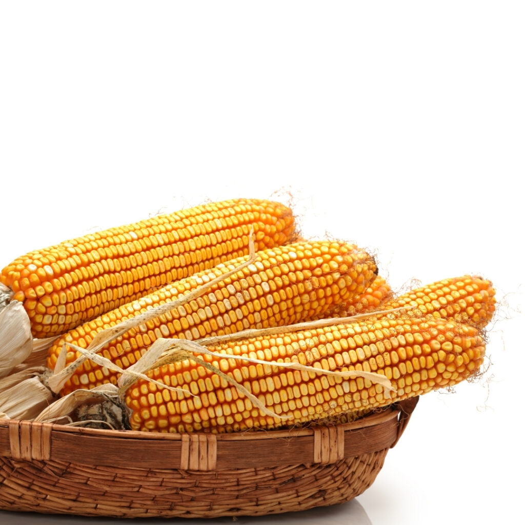 Fast Delivery Dried Organic Yellow Corn Maize High Quality Raw Sweet Corn Seed Bulk HACCP Certified Vacuum Packed