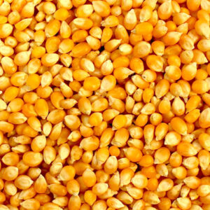 Fresh Organic Dried Glutinous Yellow Corn Maize High Quality Sweet Corn Seed Bulk in 50kg Packaging Bags