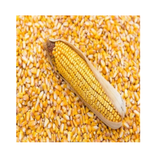 Premium Quality Non-GMO Yellow Maize High Protein Content Direct From Factory for Human Consumption Animal Feed Dried White Corn