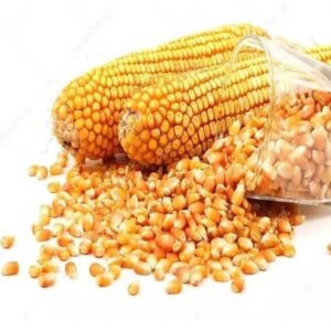 Yellow Corn/ Yellow Corn for Human Consumption Non Gmo Yellow Corn/ Yellow Corn for Animal Feed Popcorn
