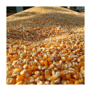 Yellow Maize Yellow Corn for Human Consumption and Animal Feed