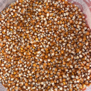 New Crop Organic Glutinous Dried Yellow Corn Maize for Human and Animal Feed Grade Consumption for Poultry Feed