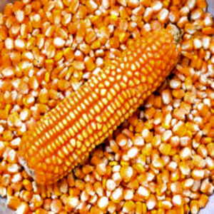 New Crop Organic Non-GMO Dried Yellow Corn Maize for Human and Animal Feed Grade Consumption