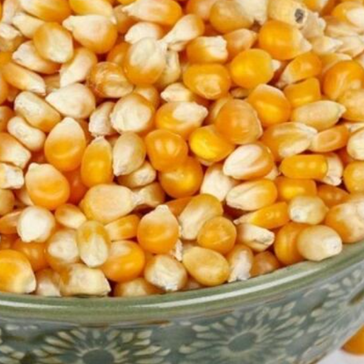 GRADE New Yellow Corn/Maize for Animal Feed & Human Premium Quality Dried Yellow Corn From Pakistan