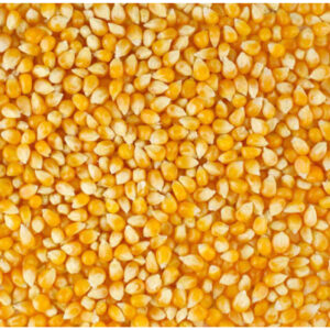 Wholesale Price Yellow Maize Corn Best Yellow Maize Corn for Animal Feed - Bulk Dried Yellow Corn for Affordable Cheap Price