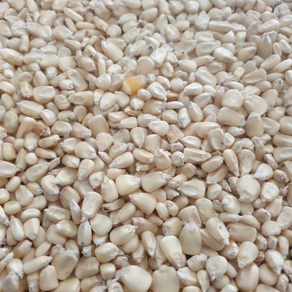 Dried Yellow Corn Popcorn White Corn Maize White Maize Corn (NON GMO) for Human Consumption