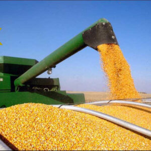 High Quality Dried Yellow Maize Corn for Poultry and Animal Feed Direct From Supplier in Ukraine