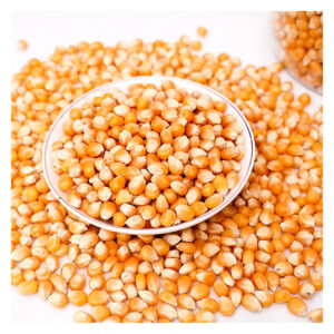 Premium Glutinous Yellow Sweet Corn Popcorn Kernels Mushroom Popcorn Bulk 50kg for Human Consumption