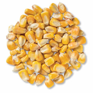 Wholesale Price 100% Natural Quality Non-Glutinous Yellow Corn Maize Seeds Organic Dried