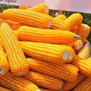 Wholesale Price Dried Yellow Red Maize Corn Best Quality Yellow Corn High Nutrition Animal Feed Human Consumption Export Grade