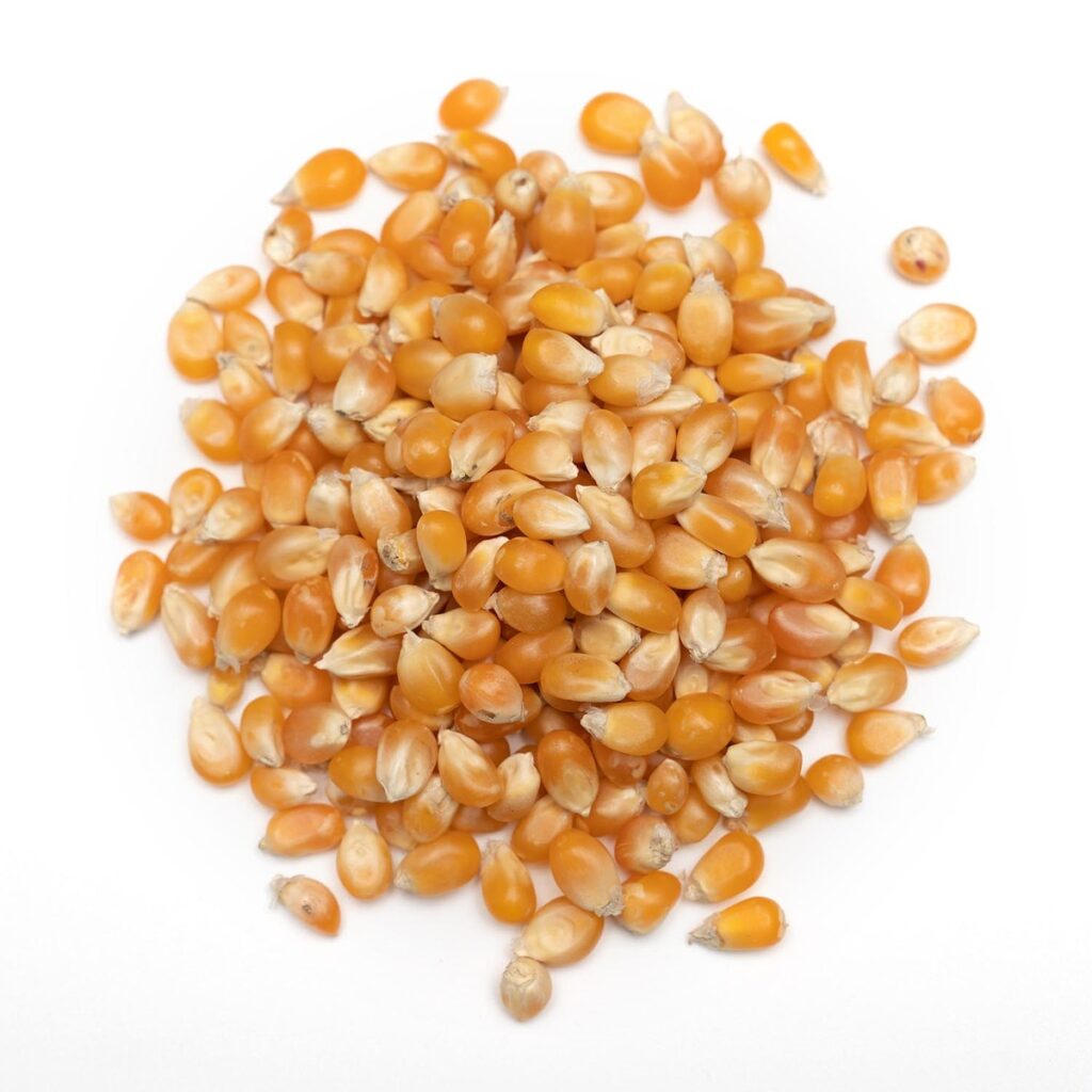 Organic GMO Yellow Corn for Human and Animal Consumption Sweet Dry Corn at Wholesale Price Buy Yellow Maize