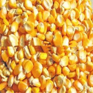 YELLOW MAIZE / YELLOW CORN for ANIMAL FEED