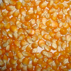Yellow Corn/Maize for Animal Feed / YELLOW CORN for POULTRY FEED