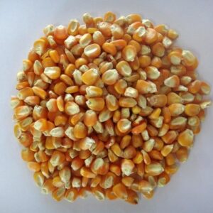 Natural Netherlands Origin Organic Frozen Maize Corn for Cattle and Poultry Feed Yellow Corn