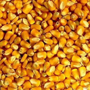 Maize Corn Whole Grain Yellow White Premium Quality Moisture 13 Percent Bulk Storage Long Shelf Life Twelve Months Supply