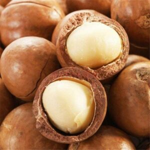 Top quality healthy macadamia in shell Top-Quality