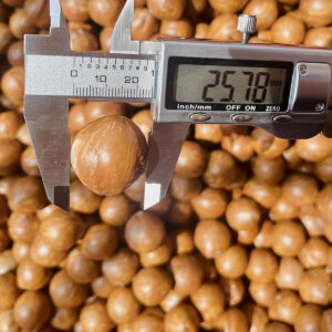 High Quality Roasted Macadamia Nuts Uncracked Shells Whole Nuts Preserving Freshness Crunchy Gourmet Snack