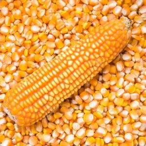 Organic Dried Yellow Corn/Maize High Protein Grade 1 for Export