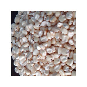 Top Selling White Maize Corn Yellow Maize Export Quality Stock Available for Sale