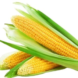 Wholesale Price Yellow Maize Corn Best Yellow Maize Corn for Animal Feed - Bulk Dried Corn