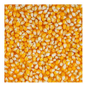 Wholesale Price Yellow Corn for Human Consumption and Animal Feed Yellow Sweet Corn Dry Maize for Sale Best Quality Dried Style
