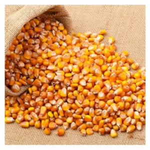 Wholesale Supplier Of Bulk Fresh Stock of Dried Yellow Corn Grans / Corn Maize